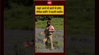 Bhaderwah: जहां आने से डरते थे लोग, 'लैवेंडर क्रांति' ने बदली तस्वीर!#viral #minikashmir #terrorism