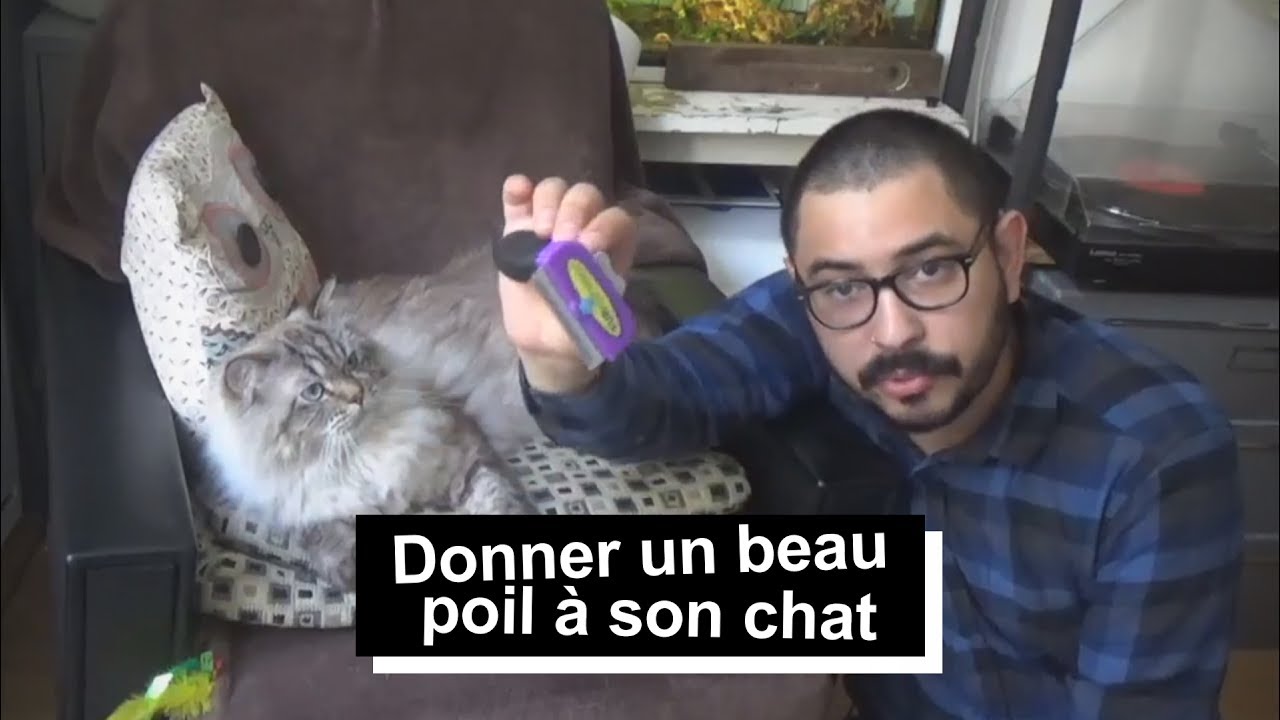 Comment Aider Votre Chat A Avoir Un Beau Poil Crepe Au Citron Youtube