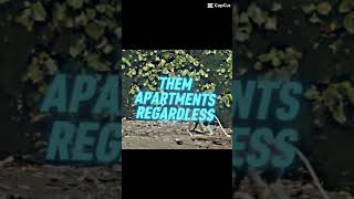 Proboscis monkey edit #monkey #edit #noses #animals #suscribete #fire #funny #arue #monke