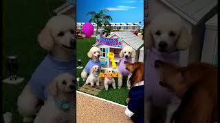 Cody the Realtor — South Florida’s #1 Doggie Agent! @AmaiwanTraveler