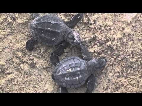 Turtacus The Tale Of A Baby Green Sea Turtle