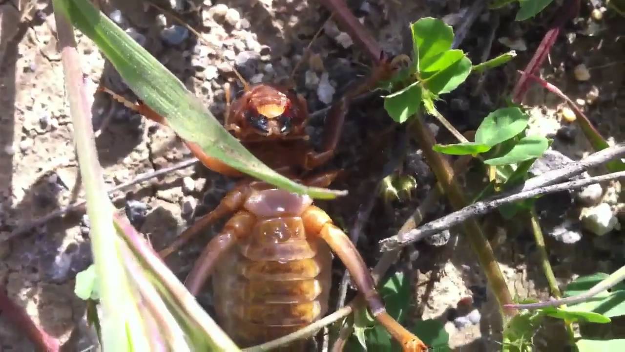 Jerusalem Cricket a.k.a Potato Bug YouTube