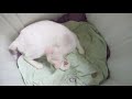 Zorra our White Cute Cat Giving Birth.