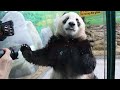 20221027/1028 冰床乾黏濕又滑 圓寶安全宜設法 Giant Panda Yuan Yuan &amp; Yuan Bao