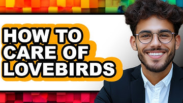 How To Care Of Lovebirds (Full Guide)