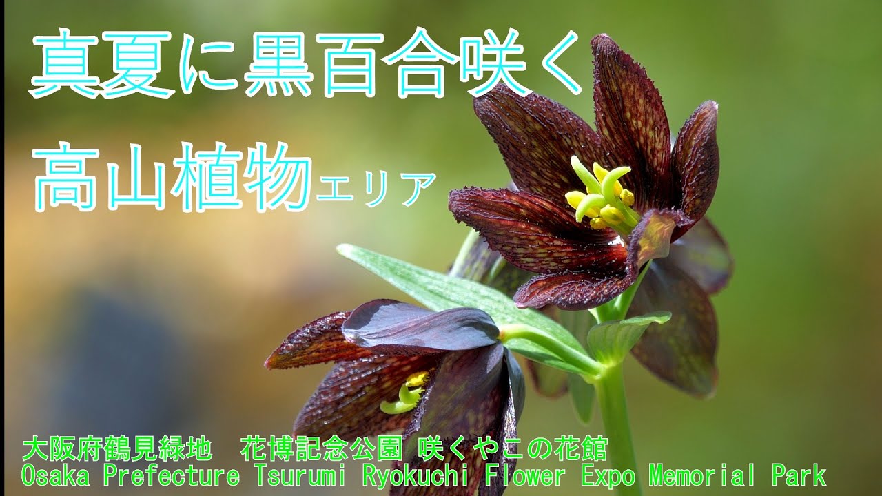 真夏に黒百合咲く！可愛いウサギゴケには秘密が・・・　咲くやこの花館高山植物エリア　Osaka Prefecture Tsurumi Ryokuchi Flower Expo Memorial