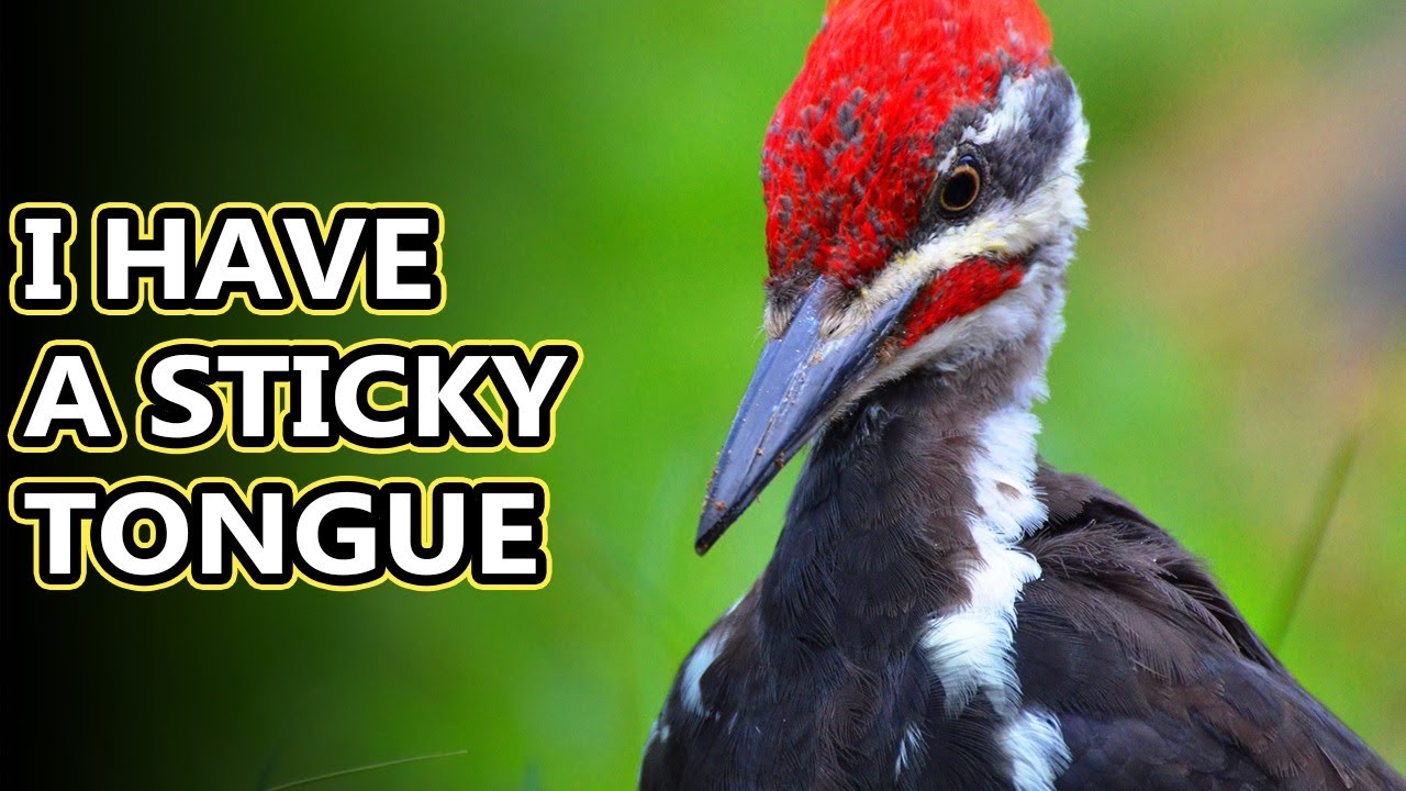Pileated Woodpecker Tongue