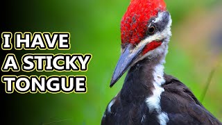 Pileated Woodpecker facts: they can topple telephone poles | Animal Fact Files