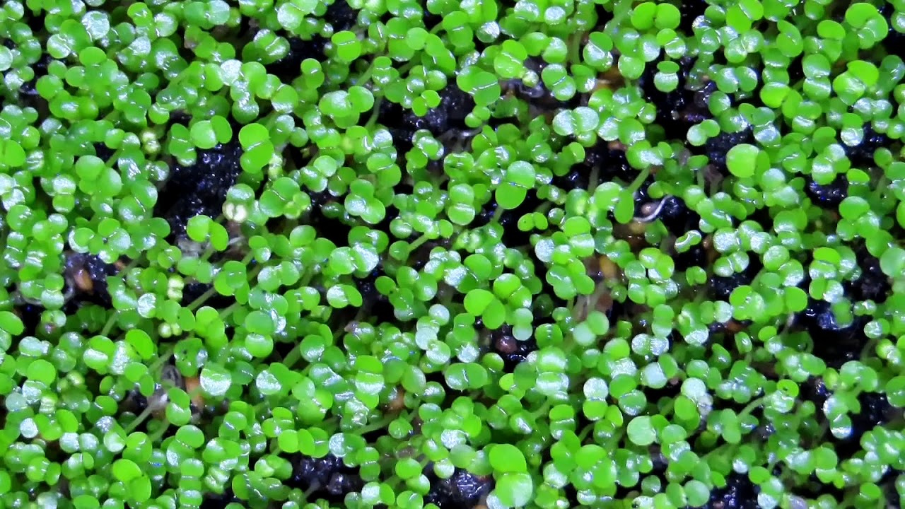 cara menanam carpet seed hairgrass tanpa pupuk tanpa bakteri starter