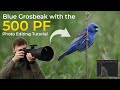 Photo edit friday 3 blue grosbeak with the 500 pf