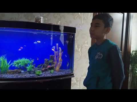 Video: Onları Necə Saxlamaq Və Akvarium Qurbağalarını Yetişdirmək