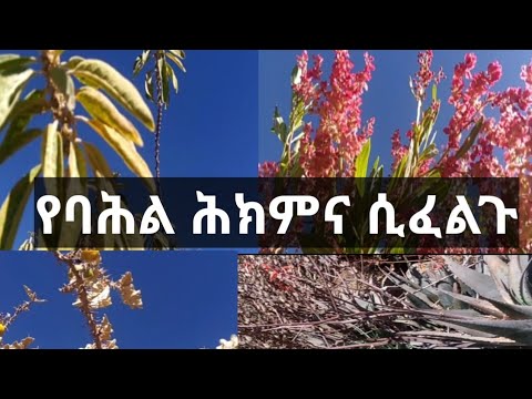 ቪዲዮ: ሰው ሰራሽ የአየር ንብረት ክስተቶች እንደ መሣሪያ