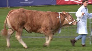 Trinwyr Ifanc y Biff - Dydd Iau | Young Beef Handlers - Thursday