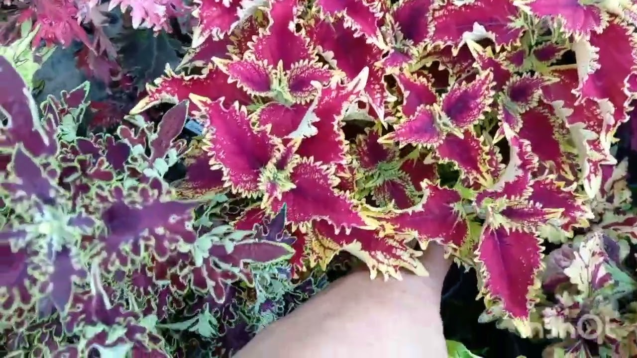 Обзор колеусов😍 с названиями