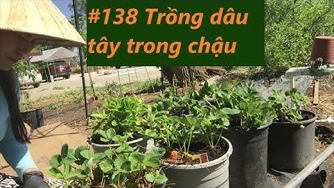 Hướng dẫn cách trồng dâu tây trong chậu