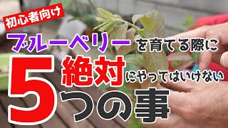 【家庭菜園】ブルーベリーを育てる際に絶対にやってはいけない5つの事【失敗しない為に】