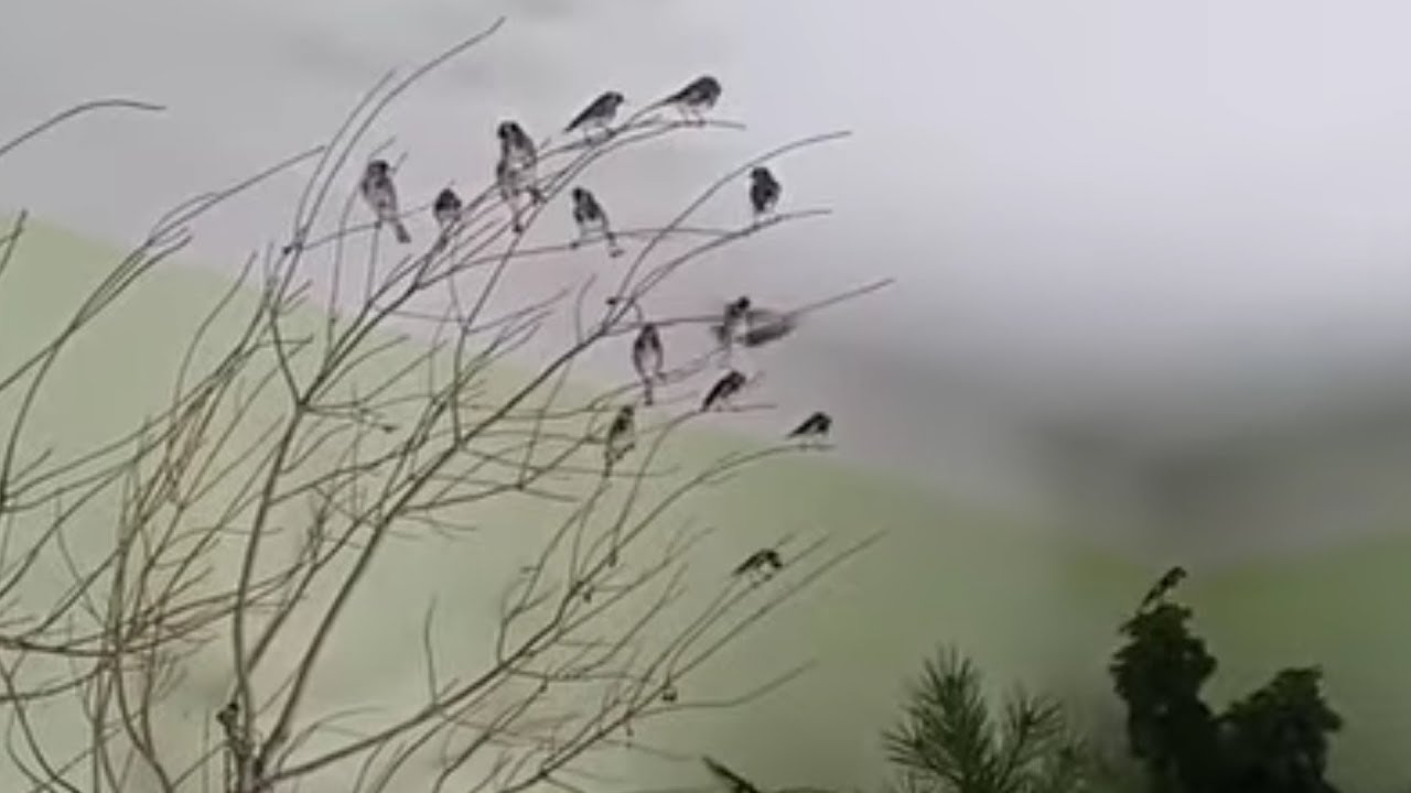 القضاء على القمل في ظرف 24 ساعة من غرفة الطيور بهذا المنتوج