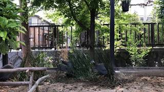 【京都市動物園 ホロホロチョウ】運動場に新しくトクサを植えました。どうか根付きますように。