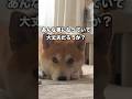 いらぬ心配に対応する柴犬こむぎ #柴犬 #shibainu
