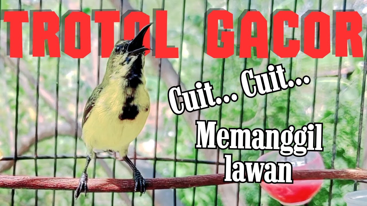 PANCINGAN SOGON GACOR NGLEPER‼SOGON TROTOL GACOR MEMANGGIL LAWAN