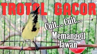 PANCINGAN SOGON GACOR NGLEPER‼SOGON TROTOL GACOR MEMANGGIL LAWAN