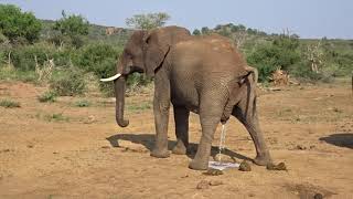Madikwe Game Reserve - Elephant Poo And Pee - January 2019
