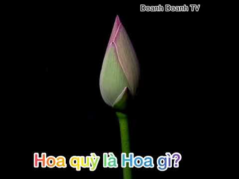 Video: Hoa cẩm quỳ là gì?