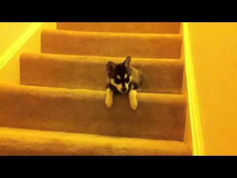 Alaskan Klee Kai "Remy" learning to go downstairs