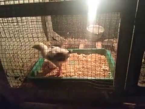 HARI PERTAMA AYAM SHAMO DIKANDANG SAYA | 軍鶏Shamo 