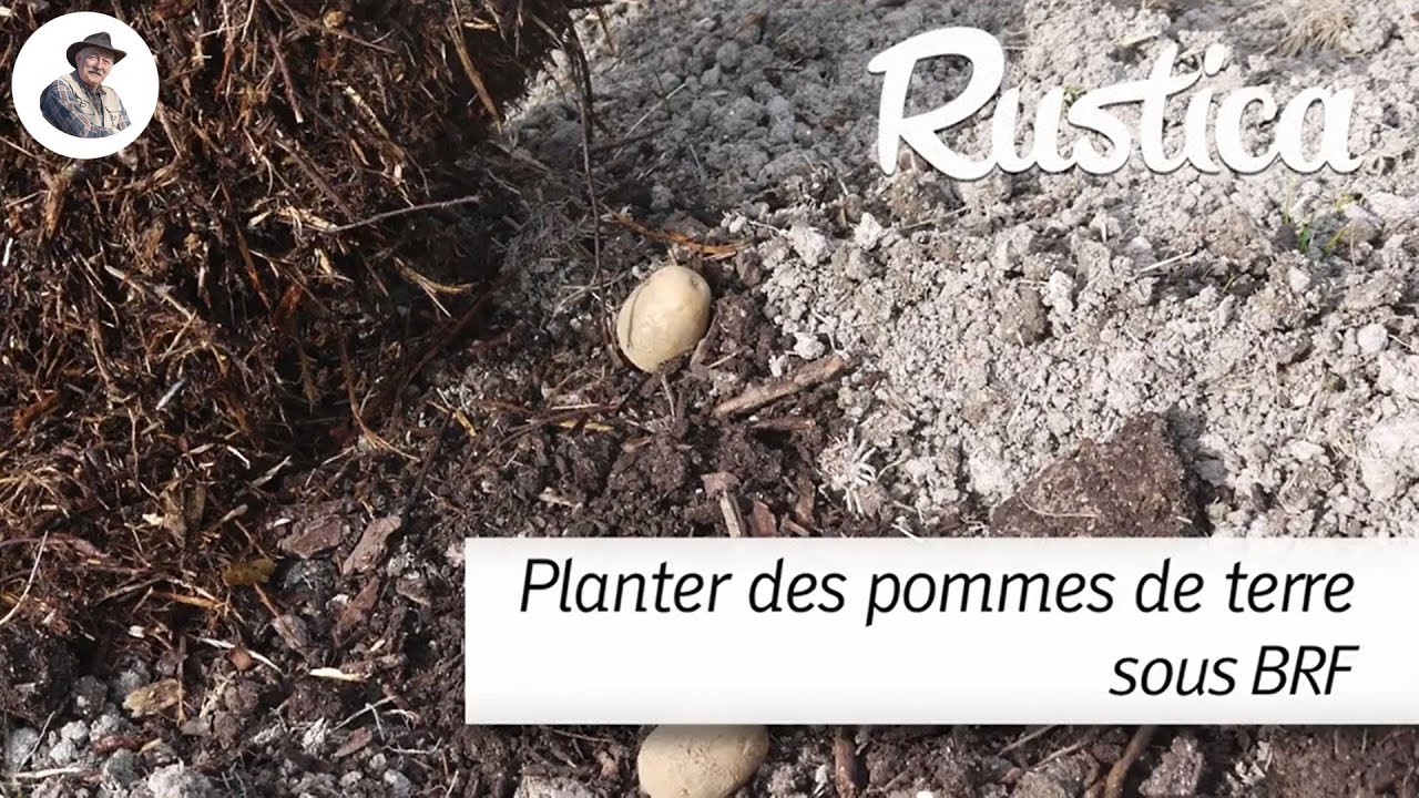 Planter des pommes de terre sous BRF