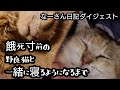 [番外編]保護猫なーさん日記ダイジェスト版 保護から一緒に寝るようになるまで