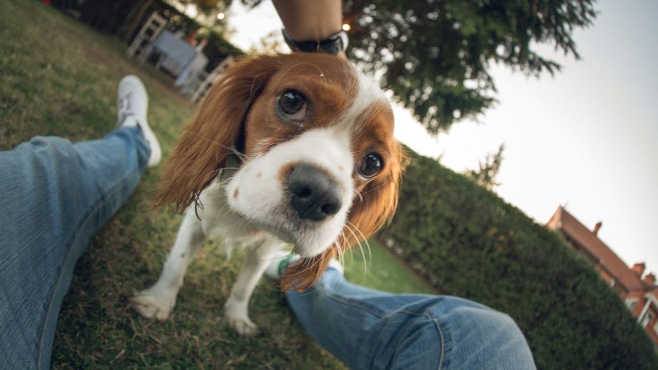 Are Cavalier King Charles Spaniels Good with Other Dogs of Different