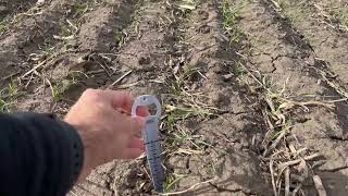 Cereal Rye vs Wheat