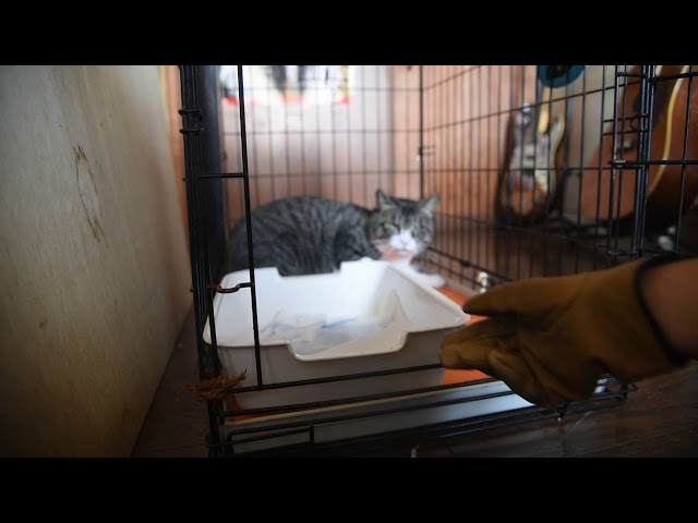 強面ビビリ王子の家猫修業記 その17 九月のハチワレくん 空気砲発射 りきの毎日 強面ビビリ王子の家猫修業記 その17 九月のハチワレくん 空気砲発射 りきの毎日