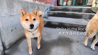 Shiba Inu Nara is disappointed after visiting to her favorite liquor store [4K] by Shiba in the Rockies / カナダ暮らしの柴犬 22,845 views 4 months ago 7 minutes, 2 seconds
