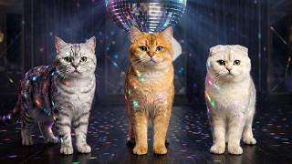 The Roly Poly CATS [Cat Official MV] screenshot 4