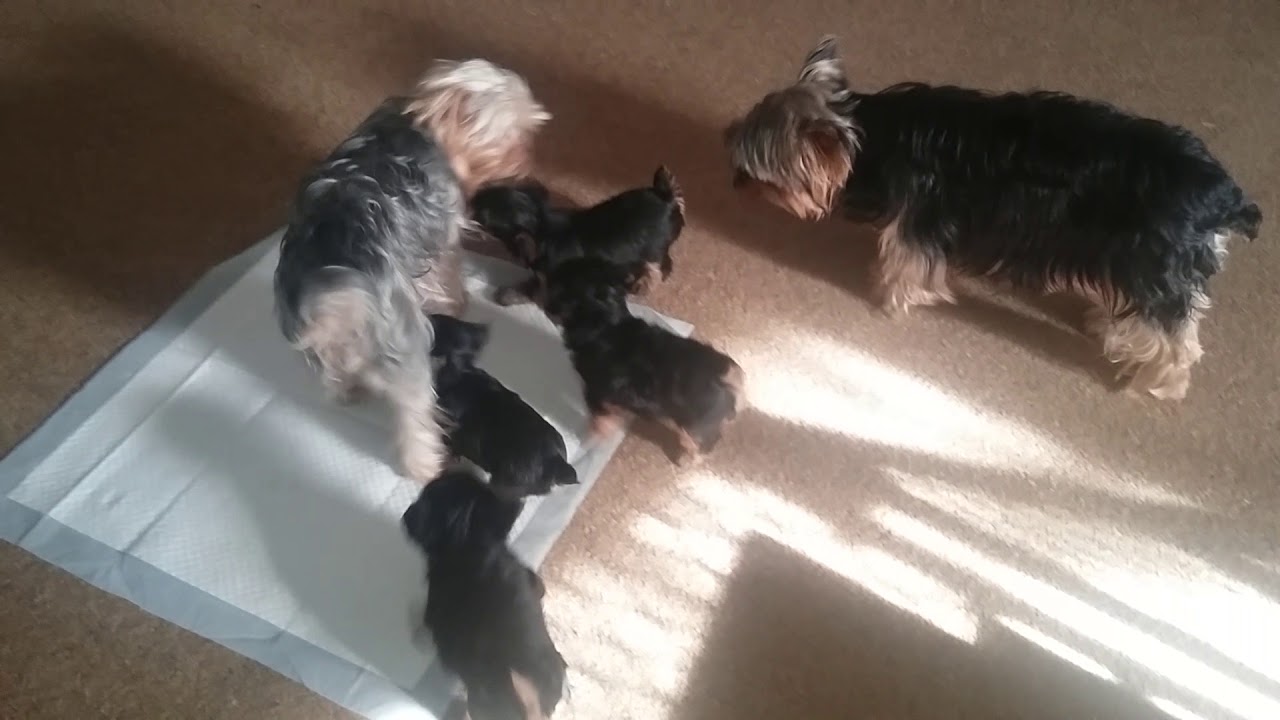 Yorkie puppies YouTube