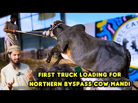 KON JEETA KON HARA? CHORO ماڑا 😉 FIRST TRUCK LOADING for Northern Bypass Cow Mandi 2024