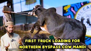 KON JEETA KON HARA? CHORO ماڑا 😉 FIRST TRUCK LOADING for Northern Bypass Cow Mandi 2024