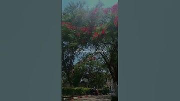 ياسر الدوسري | سورة الأحزاب| #تصويري 🌸🩵 #quran