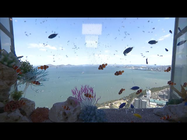 海洋金魚 sddefault.jpg