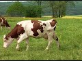 Les fermes dautrefois  la vache
