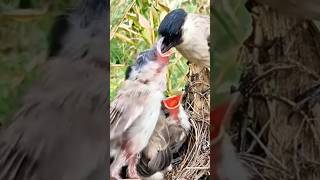 The Mother Bird Chews Worm 🐛 Into Tiny Piece And Spit It Into Her Squalling Infant Mouth