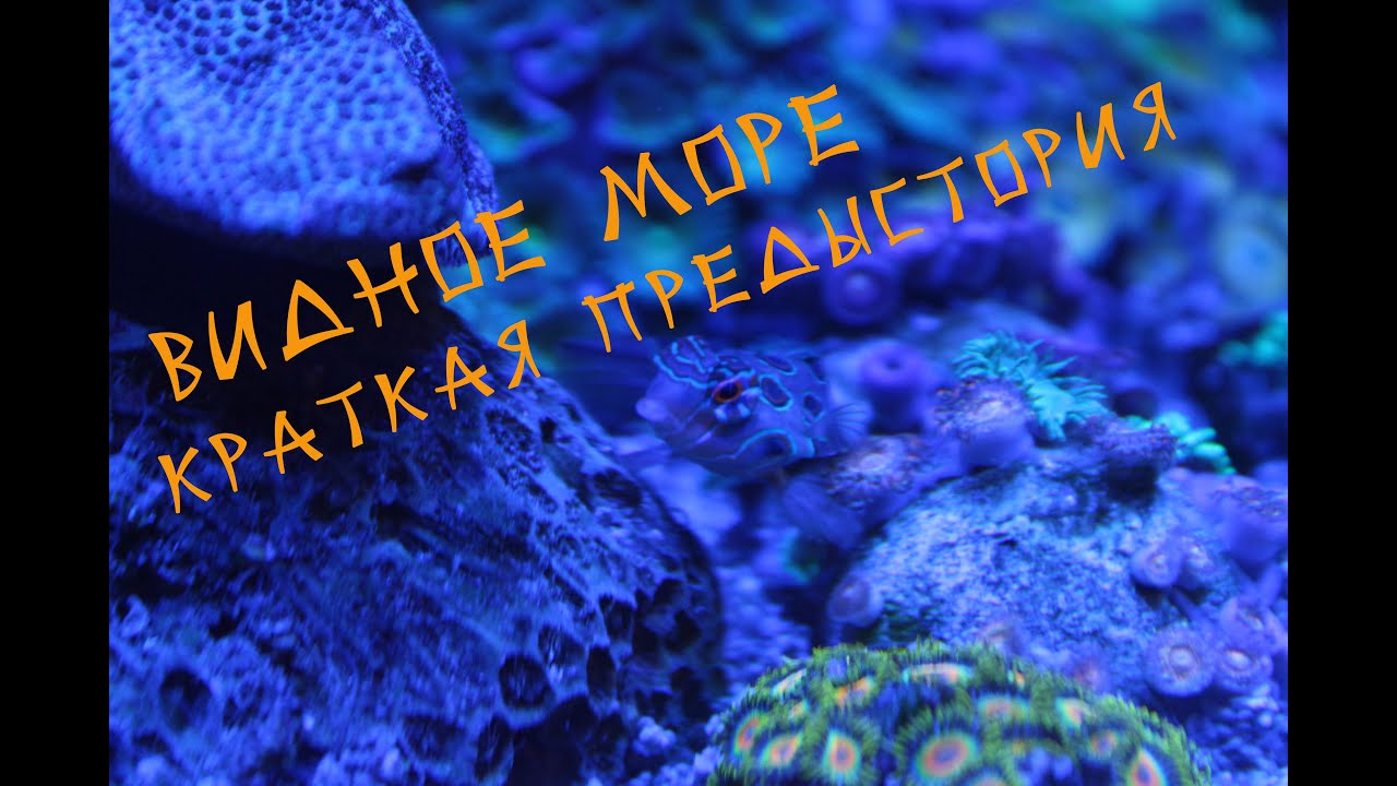 Мой морской аквариум Dennerle nano cube на 60 литров - YouTube