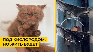 В Бородянке спасли кота, который месяц провел под завалами дома без воды и еды.