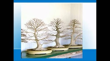 BonsaiArtisans: Bonsai Basics Part 3a "Soil and Pot Selection"