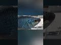 鱼#fish #animals