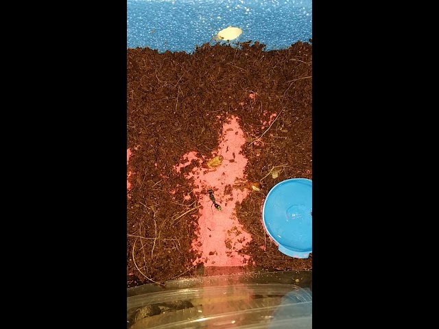 Знакомство с едой / Чёрный муравей-бульдог (Myrmecia pilosula) (англ. Jack jumper ant)