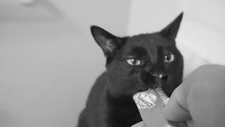 Squeezable Cats Love Treats by N2 Cat Crew 19,093 views 5 years ago 1 minute, 53 seconds