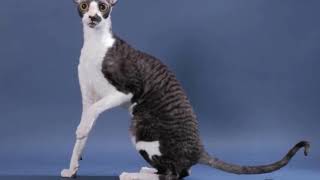 Cat Knowledge: Cornish Rex Cat -Breed & Personality by Realm of the Cat 5 views 2 years ago 3 minutes, 29 seconds